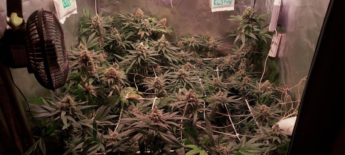 Sativa Claustrophobic Yard. Week 6