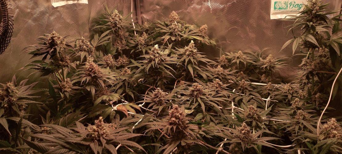 Sativa Claustrophobic Yard. Week 6