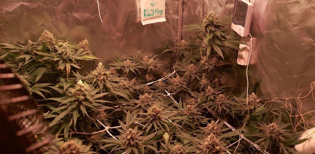 Sativa Claustrophobic Yard. Week 6