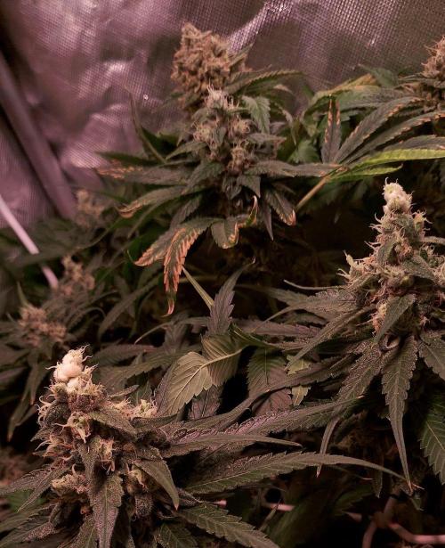 Sativa Claustrophobic Yard. Week 6