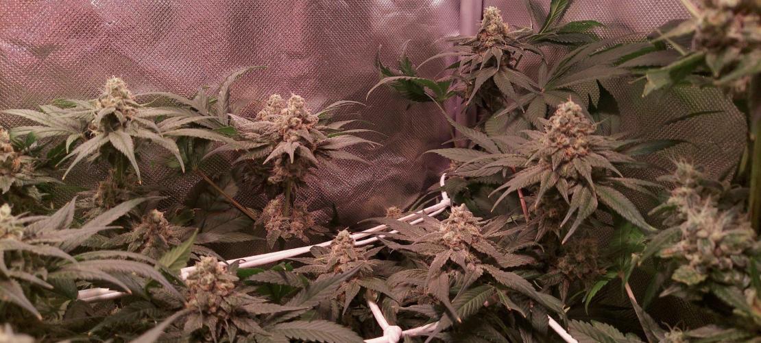 Sativa Claustrophobic Yard. Week 6