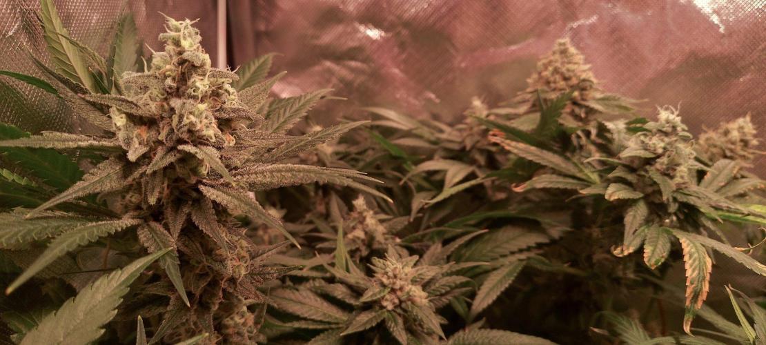 Sativa Claustrophobic Yard. Week 6