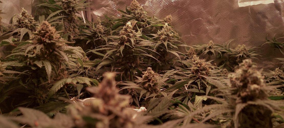 Sativa Claustrophobic Yard. Week 6