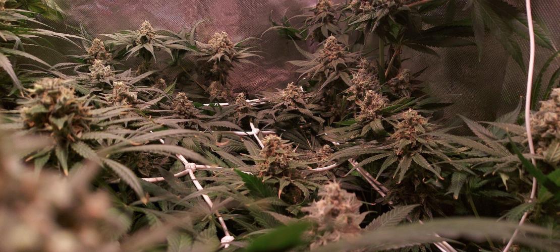 Sativa Claustrophobic Yard. Week 6