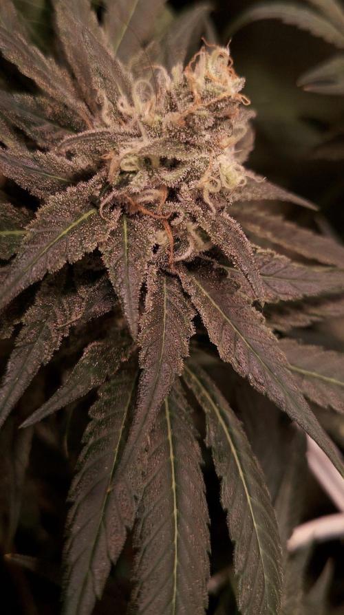 Sativa Claustrophobic Yard. Week 6 - Amnesia Haze