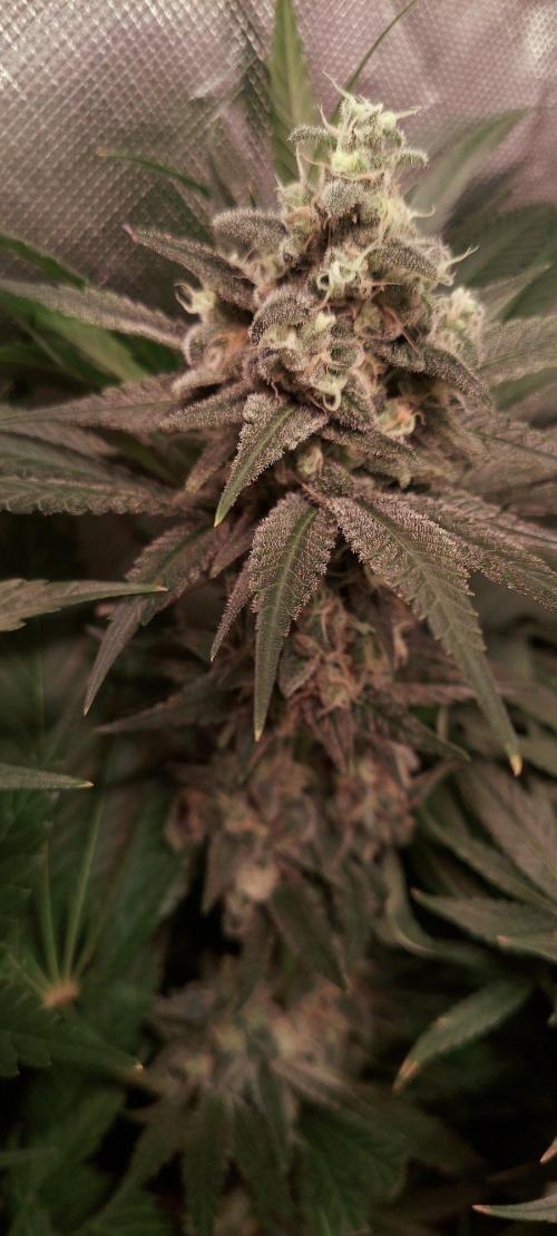 Sativa Claustrophobic Yard. Week 6 - Bruce Banner clone