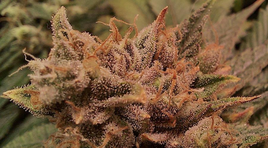Sativa Claustrophobic Yard. Week 6 - Hella Jelly