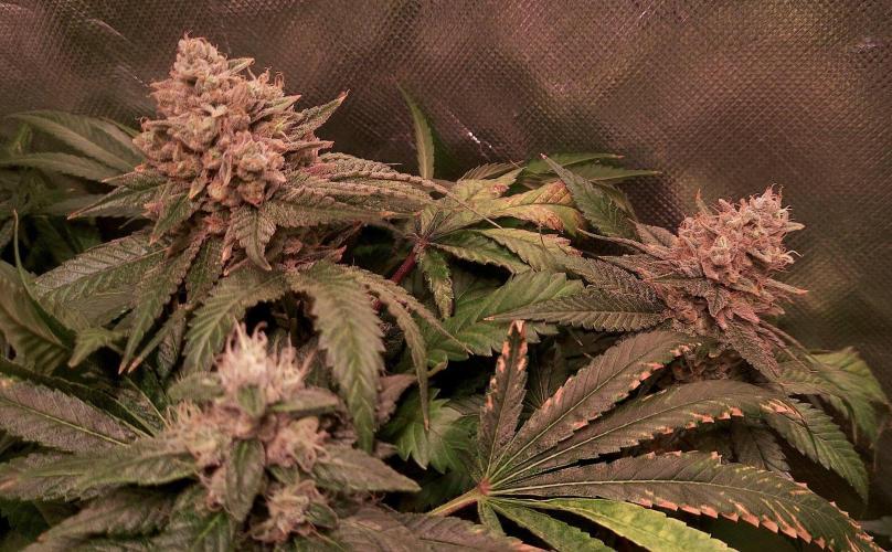 Sativa Claustrophobic Yard. Week 6 - Hella Jelly