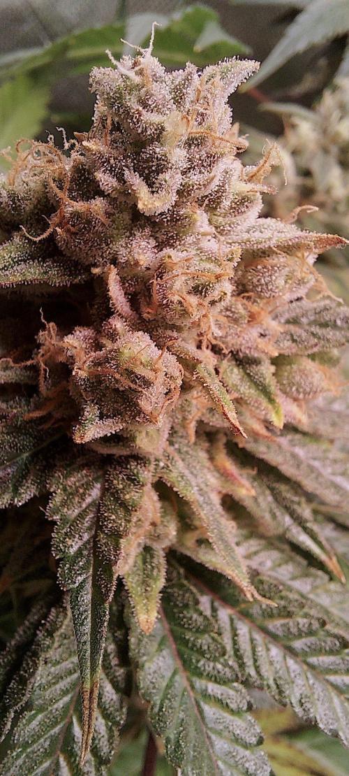 Sativa Claustrophobic Yard. Week 6 - Hella Jelly