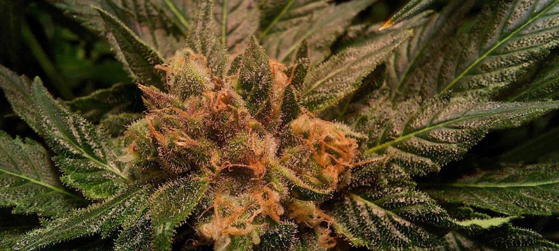 Sativa Claustrophobic Yard. Week 6 - Llimonet Haze