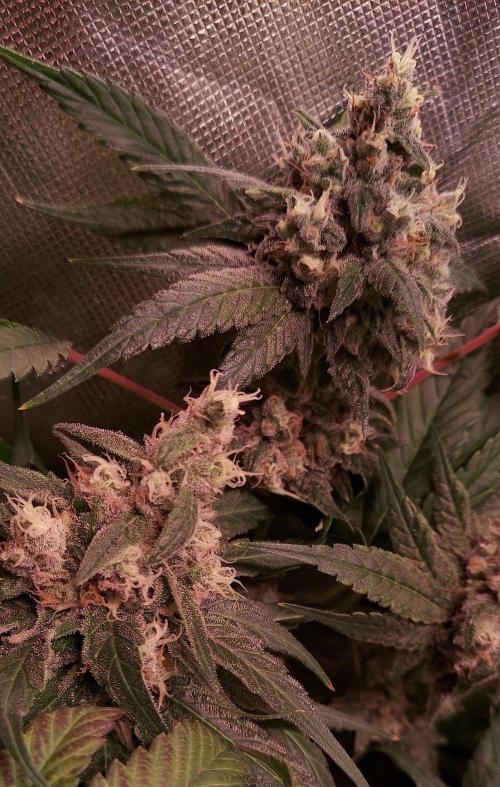Sativa Claustrophobic Yard. Week 6 - Moby Dick