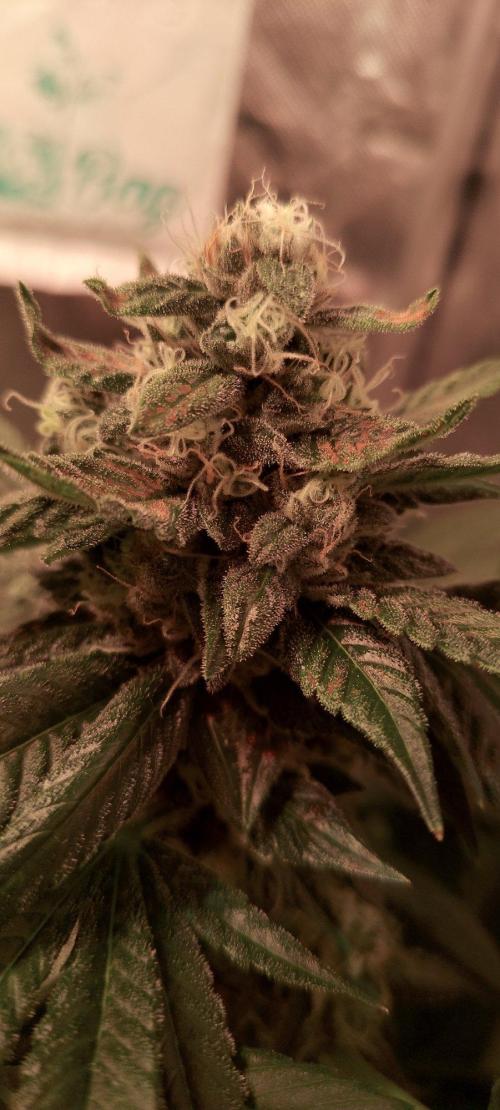Sativa Claustrophobic Yard. Week 6 - Sky Walker Haze