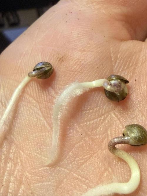 Seguimiento Royal Queen Seeds y Plagron. Week 0