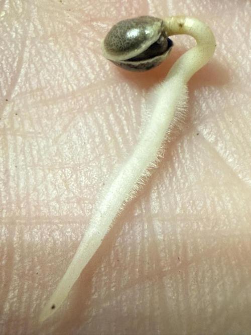 Seguimiento Royal Queen Seeds y Plagron. Week 0