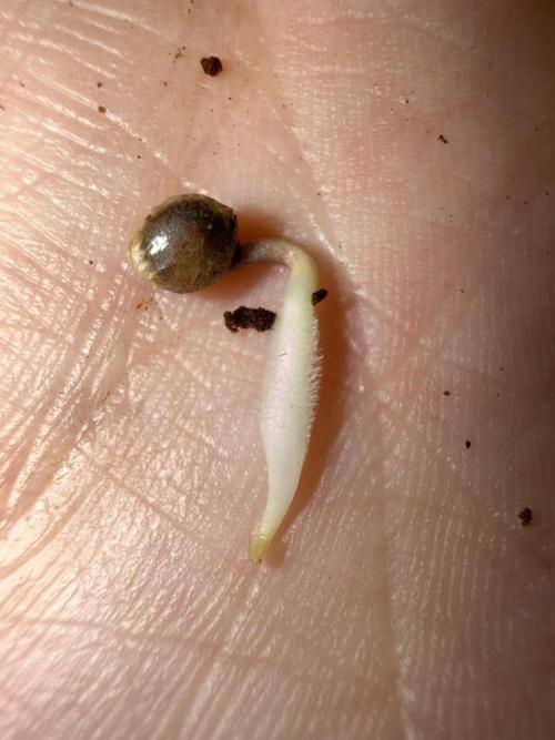 Seguimiento Royal Queen Seeds y Plagron. Week 0