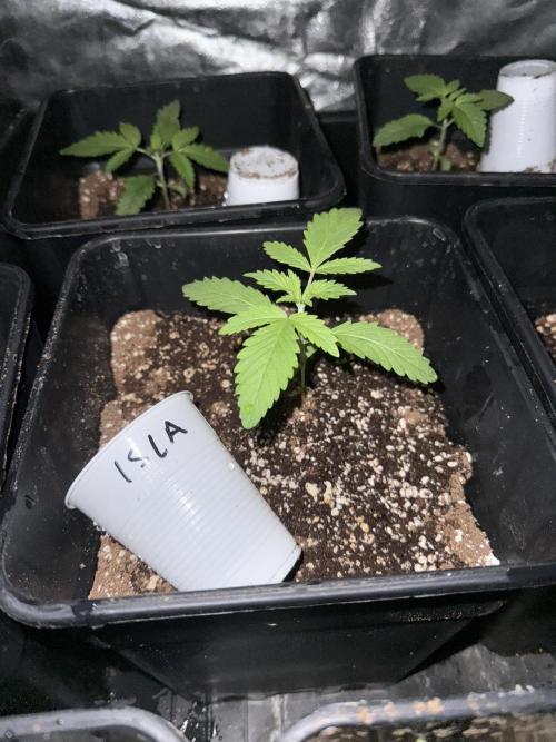 Seguimiento Royal Queen Seeds y Plagron. Week 1 - Isla Mirage