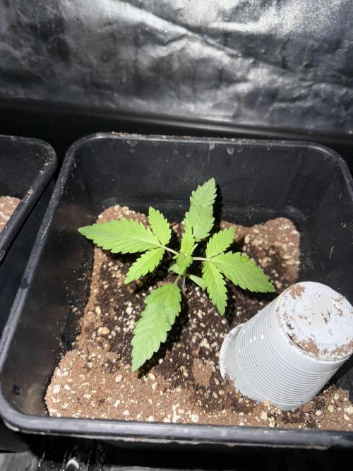 Seguimiento Royal Queen Seeds y Plagron. Week 1 - Isla Mirage