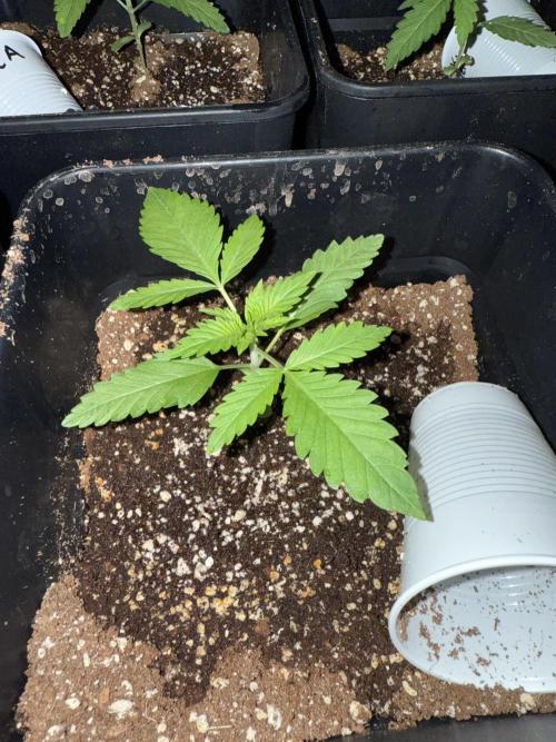 Seguimiento Royal Queen Seeds y Plagron. Week 1 - Purple Punch