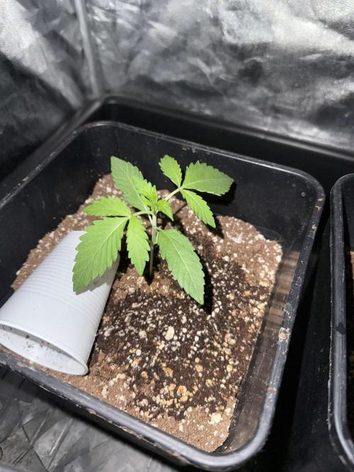 Seguimiento Royal Queen Seeds y Plagron. Week 1 - Sticky Queen
