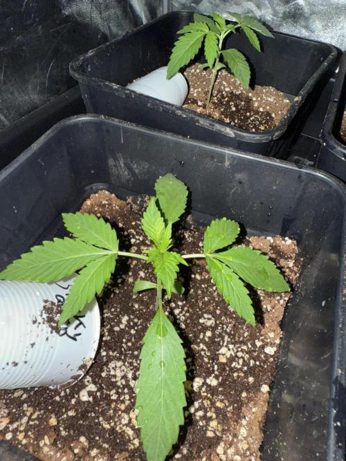 Seguimiento Royal Queen Seeds y Plagron. Week 1 - Sticky Queen