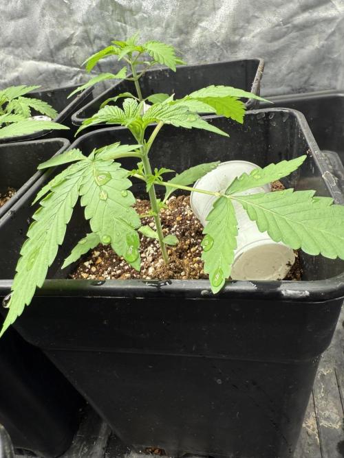 Seguimiento Royal Queen Seeds y Plagron. Week 2 - Sticky Queen