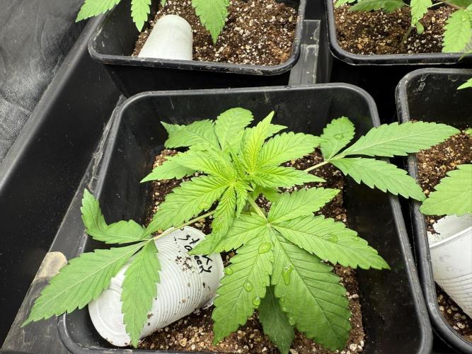 Seguimiento Royal Queen Seeds y Plagron. Week 2 - Sticky Queen
