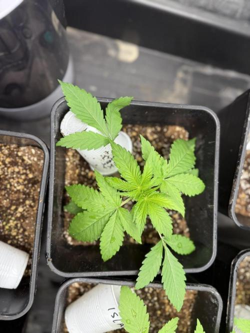 Seguimiento Royal Queen Seeds y Plagron. Week 2 - Sticky Queen