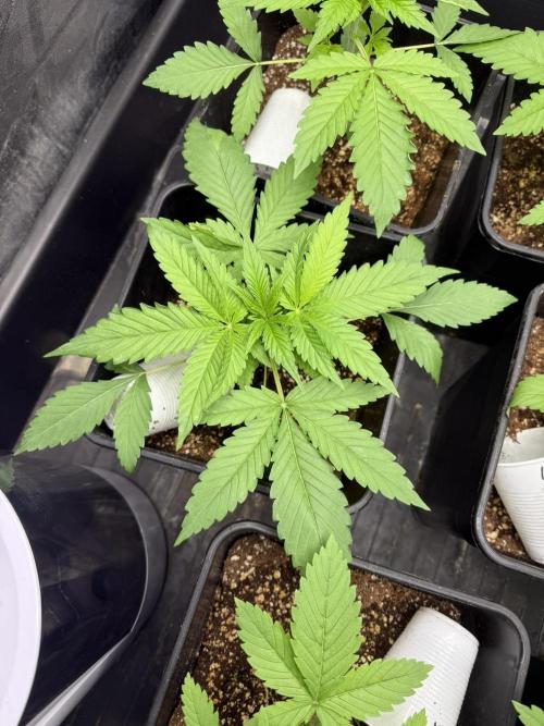 Seguimiento Royal Queen Seeds y Plagron. Week 2 - Sticky Queen