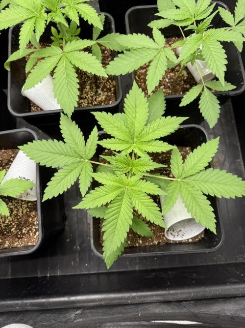 Seguimiento Royal Queen Seeds y Plagron. Week 2 - Purple Punch