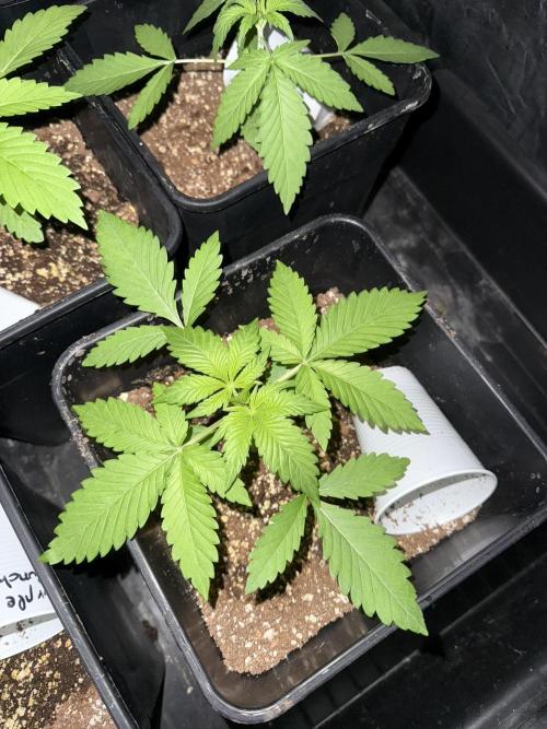 Seguimiento Royal Queen Seeds y Plagron. Week 2 - Purple Punch