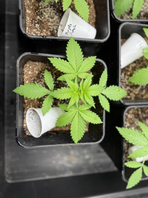 Seguimiento Royal Queen Seeds y Plagron. Week 2 - Purple Punch