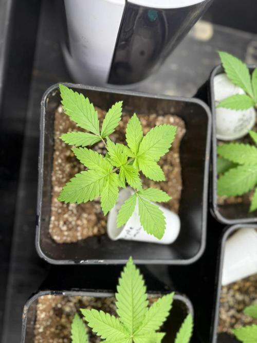 Seguimiento Royal Queen Seeds y Plagron. Week 2 - Purple Punch