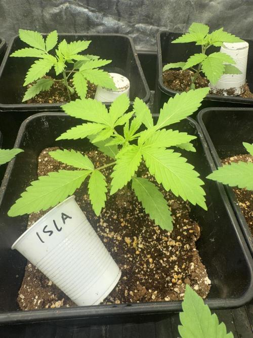 Seguimiento Royal Queen Seeds y Plagron. Week 2 - Isla Mirage