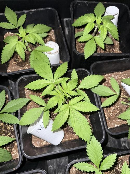 Seguimiento Royal Queen Seeds y Plagron. Week 2 - Isla Mirage