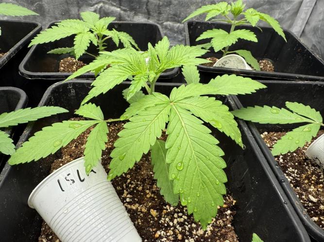 Seguimiento Royal Queen Seeds y Plagron. Week 2 - Isla Mirage
