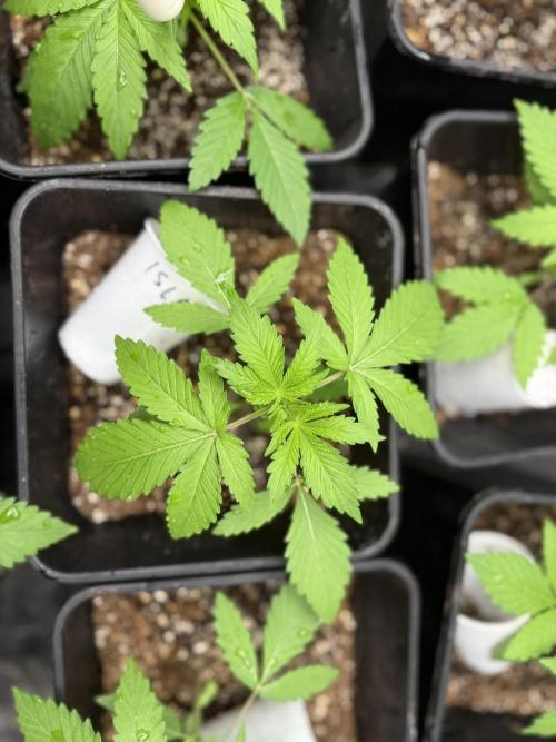 Seguimiento Royal Queen Seeds y Plagron. Week 2 - Isla Mirage