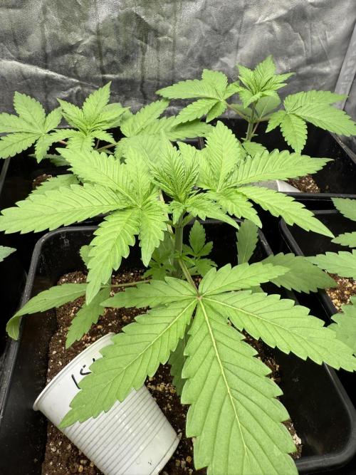 Seguimiento Royal Queen Seeds y Plagron. Week 3 - Isla Mirage