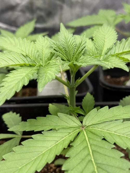 Seguimiento Royal Queen Seeds y Plagron. Week 3 - Isla Mirage