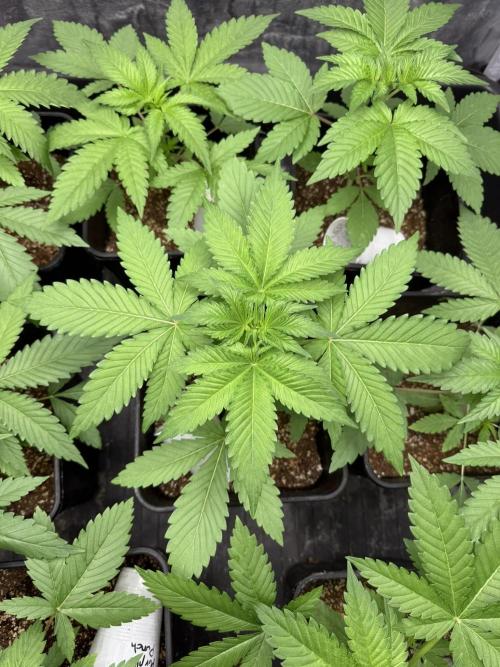 Seguimiento Royal Queen Seeds y Plagron. Week 3 - Isla Mirage