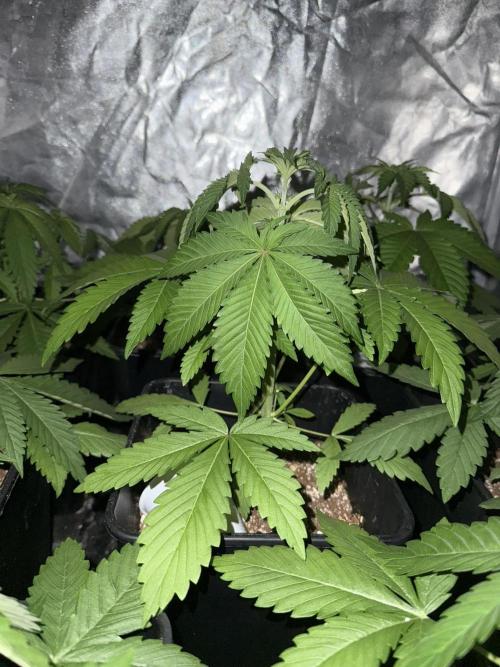 Seguimiento Royal Queen Seeds y Plagron. Week 3 - Isla Mirage