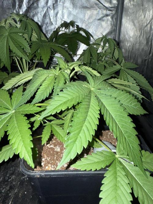 Seguimiento Royal Queen Seeds y Plagron. Week 3 - Isla Mirage