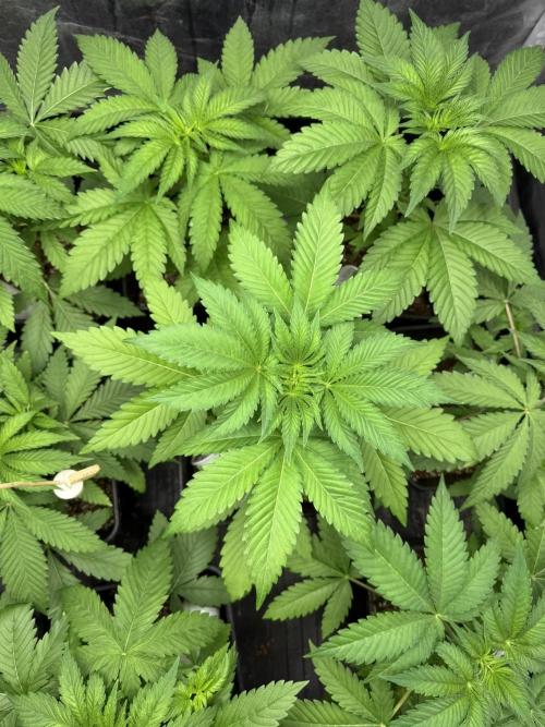 Seguimiento Royal Queen Seeds y Plagron. Week 3 - Isla Mirage