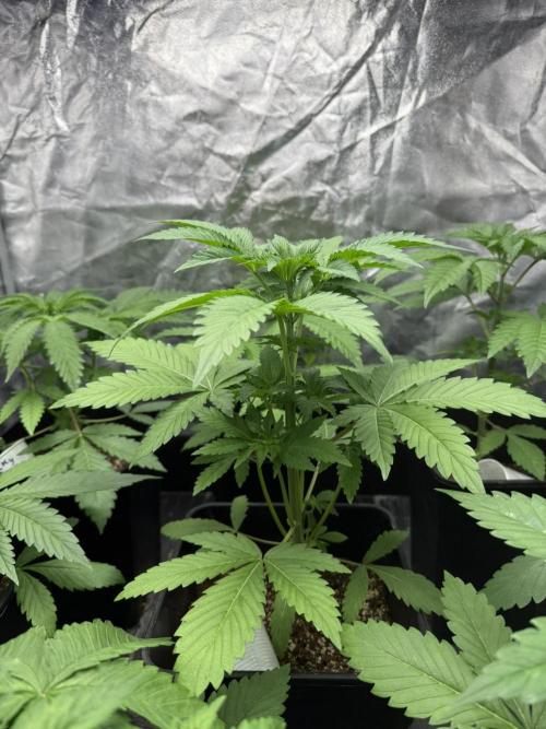 Seguimiento Royal Queen Seeds y Plagron. Week 3 - Isla Mirage