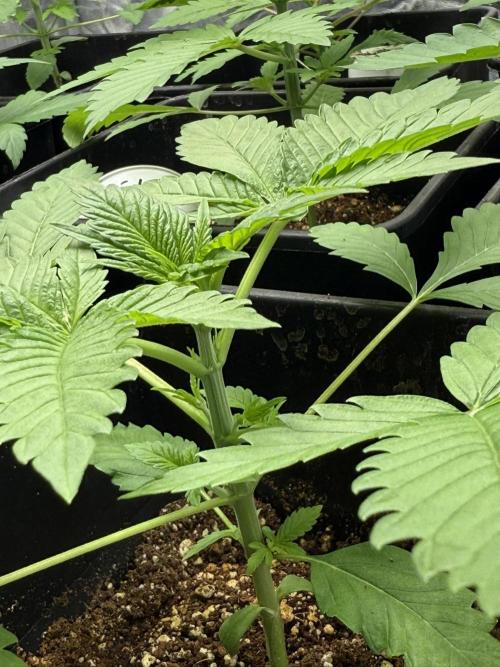 Seguimiento Royal Queen Seeds y Plagron. Week 3 - Purple Punch