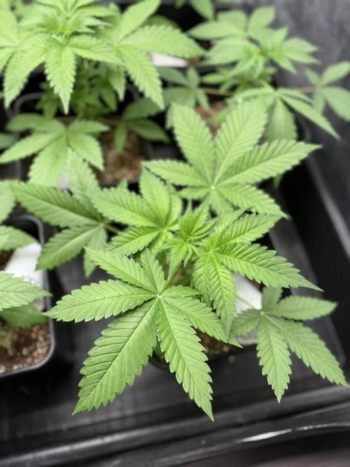 Seguimiento Royal Queen Seeds y Plagron. Week 3 - Purple Punch