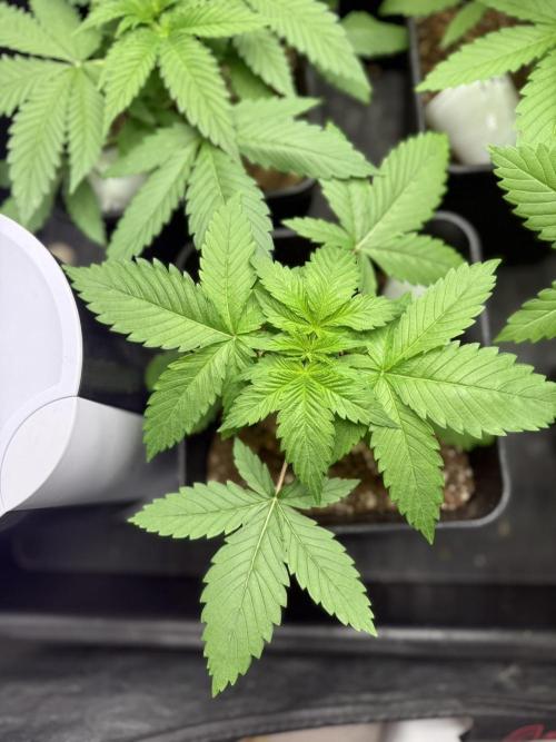 Seguimiento Royal Queen Seeds y Plagron. Week 3 - Purple Punch