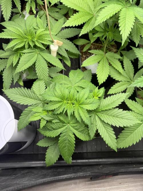 Seguimiento Royal Queen Seeds y Plagron. Week 3 - Purple Punch