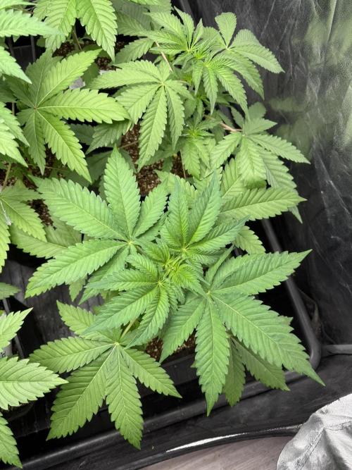 Seguimiento Royal Queen Seeds y Plagron. Week 3 - Purple Punch