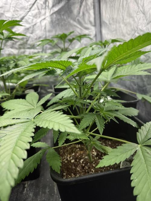 Seguimiento Royal Queen Seeds y Plagron. Week 3 - Purple Punch