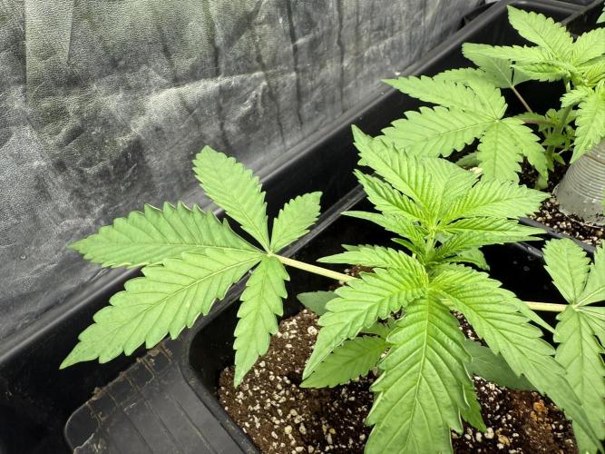 Seguimiento Royal Queen Seeds y Plagron. Week 3 - Sticky Queen